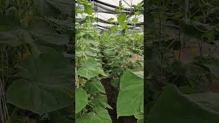 cucumber parthenocarpiccucumber polyhouse shortsvideo [upl. by Naus]