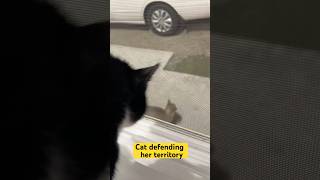 Watch my cat’s fierce warning meow to a stray kitty 🐈‍⬛  Kitty Turf War cat [upl. by Grady932]