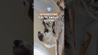 Top 5 Sloth Secrets Every Animal Lover Needs to Know [upl. by Fleurette847]