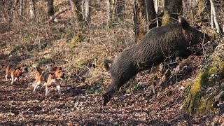 Wild Boar HuntingWildsau Jagd [upl. by Noiro]