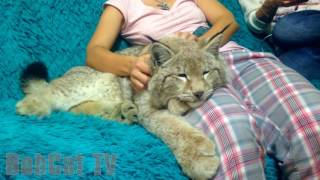 A GIRL IS PETTING HER LYNX [upl. by Lukasz]