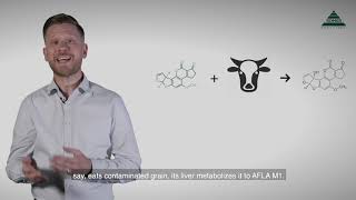 Mycotoxin Minute 87 – What is Aflatoxin M1 [upl. by Arodal]