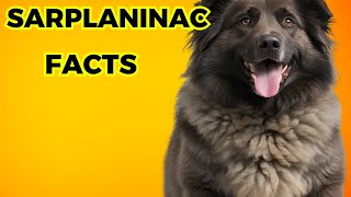 Sarplaninac dog  Top 10 Amazing Facts [upl. by Vierno]