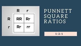 Genotypic Ratios and Phenotypic Ratios for Punnett Squares [upl. by Kcirdef54]