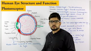 Structure of Human Eye  Photoreceptor  Biology lecture [upl. by Greenleaf]