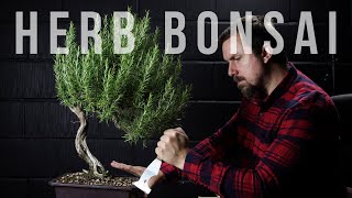 Why Rosemary Bonsai Die amp Tricks to Cope [upl. by Yerocaj]