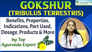 GOKSHUR Tribulus terrestris Benefits Properties Indications Part Used Dosage Products amp More [upl. by Baum]