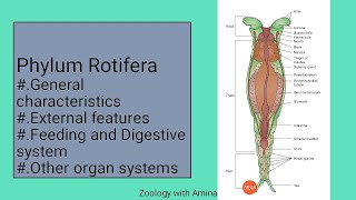 A brief introduction of Phylum Rotifera  Characters external structure and digestion in Rotifers [upl. by Elodia]