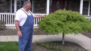 Laceleaf Weeping quotWaterfallquot Japanese Maple [upl. by Nottnerb894]