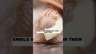 Snails have teeth facts science [upl. by Aihsram]