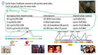 Cell cycle—cyclin cdk complexes [upl. by Delija]