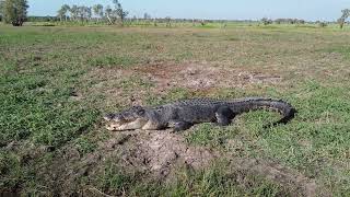 Very large Saltwater Crocodile Corroboree Billabong [upl. by Rhona255]