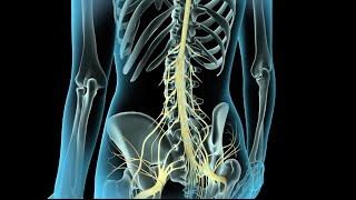 Epidural amp Spinal Anesthesia [upl. by Ainslie]