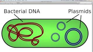 Central Dogma of Biology  القاعدة الأساسية في الأحياء [upl. by Nauh973]