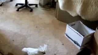 Killer Cockatoo Chases Cat [upl. by Nierman]