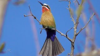 Whitefronted beeeater Merops bullockoides  Imfolozi [upl. by Krasner]