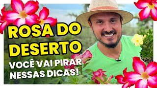 Não compre ROSA DO DESERTO sem assistir esse vídeo [upl. by Laural297]