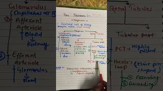 Nephron Excretoryproductsandtheirelimination biology [upl. by Drofla]