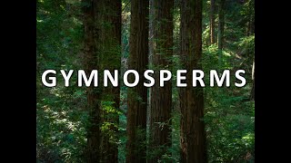 Gymnosperms [upl. by Reviere]