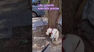 greenscreen humor perro duo dog dúo cooper perritosers pets doglover foryou fyp foryou [upl. by Aenert]