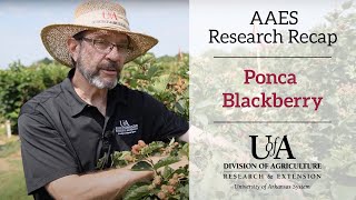 AAES Research Recap Ponca Blackberry [upl. by Elnar]