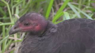 Megapode Australian Brush Turkey DrRoms Bird Sanctuary [upl. by Eicyaj345]