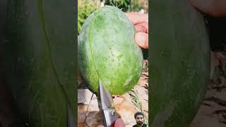 Chipmunk in the Mango 🥭🥭🥭 ytshorts friutscutting fruit fruticutting [upl. by Irbua]