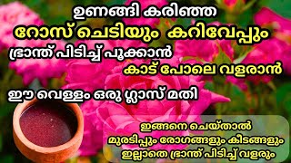 റോസും കറിവേപ്പും ഭ്രാന്ത് പിടിച്ച് പൂക്കാനും തഴച്ച് വളരാനും ഈ വളം മാത്രം മതി Curry leaves fertilizer [upl. by Ydnamron]