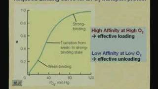 Lecture  12 Myoglobin and Hemoglobin [upl. by Anerok]