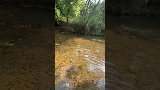 The creek fish love the Strike King bitsy dawg fishing smallmouthbass topwater [upl. by Rikki]