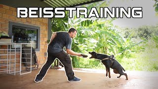 Beissarbeit mit Rottweilerwelpen  Schutzhundetraining [upl. by Ewen]