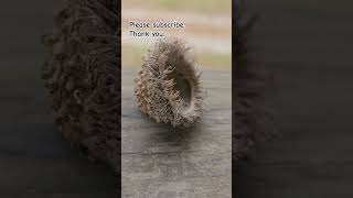 Bur oak tree acorn cap large fuzzy ring trees nature [upl. by Aerdnaxela]