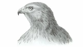 quotSoar with Realism  Realistic Hawks Head Drawing Tutorialquot step by step by pencil animal drawing [upl. by Ritz]