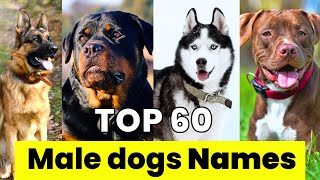 Male Dogs Names  Top 60 Male Dogs Names  New and Unique Male Dogs Names [upl. by Nedyaj754]