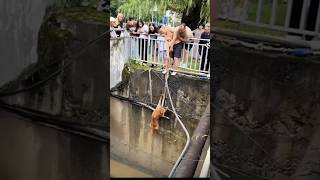 Men Save a Dog in Distress Pets are fun dog shorts viralshorts doglover animals pets [upl. by Hadihsar]