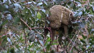 Green Ringtail Possum and baby in Wondecla Atherton Tablelands Qld [upl. by Neeloc]