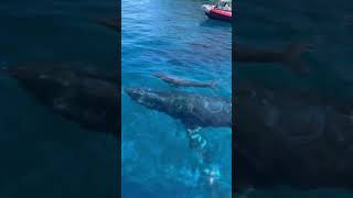 We had surprise guests snorkeling with us today at Molokini Watch until the end molokini maui [upl. by Aridan744]