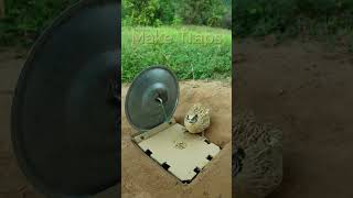 New and unique bird trap technique using pot lid  shorts  Make Traps [upl. by Maison]