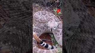 How Does Rattlesnake Make Sound 🪱 shorts facts [upl. by Kindig15]