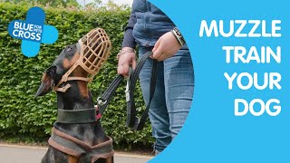 Muzzle Training Your Dog  Blue Cross [upl. by Ardeed]