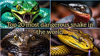 Snake Alert⚠️Top 20 Deadliest 💀Snakes🐍 on the Planetquot🌍 [upl. by Meg]