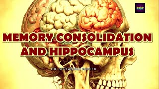 MEMORY CONSOLIDATION AND HIPPOCAMPUS  ALCOHOLIC KORSAKOFF’S SYNDROME AND DIENCEPHALIC AMNESIA [upl. by Per706]