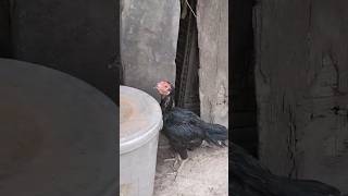 Asil murgi  Asil Murgi ke bachche  Asil chuje  Asil egg  Asil chicks [upl. by Rolyt371]