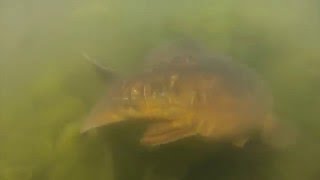 Farlows Lake Carp Spawning 2016 [upl. by Roede]