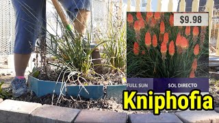 Propagating Kniphofia through division [upl. by Ainesy]