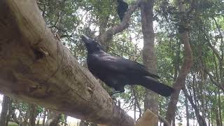 Wild New Caledonian crow family group using tools and getting food [upl. by Niar]