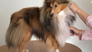 Dog Parasites  How to Identify Different Dog Parasites [upl. by Grayson989]