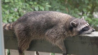 FUNNIEST RACCOONS and SQUIRRELS in the WORLD  Funny RACCOON amp SQUIRREL compilation [upl. by Shorter704]