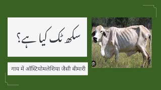 Osteomalacia in cattle  sukh tak  Phosphorus deficiency in animals  Metabolic disease in cattle [upl. by Sakram]