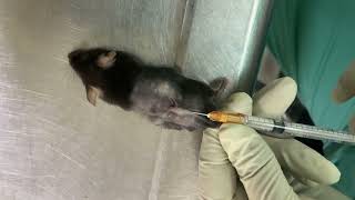 Subcutaneous Injection in the Mouse SC injection [upl. by Conyers186]